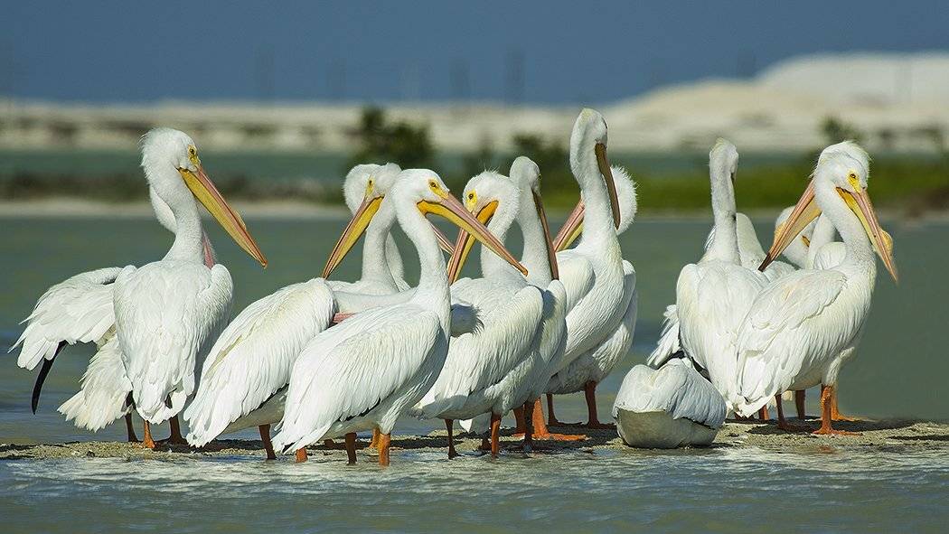 pelecanus erythrorhynchos, american white pelican, белый пеликан, Sergey Volkov
