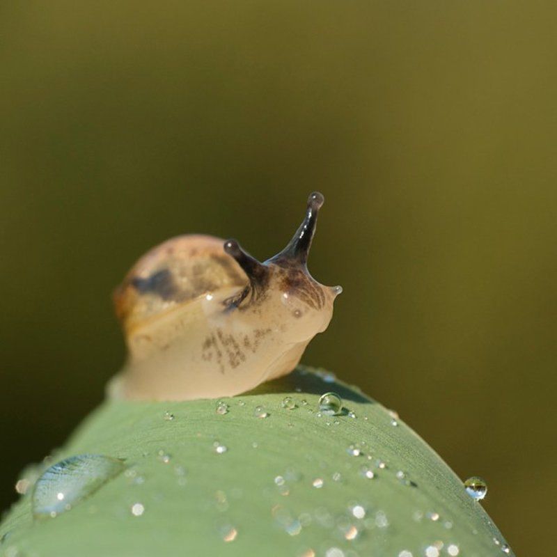Листок и улитка фото превью