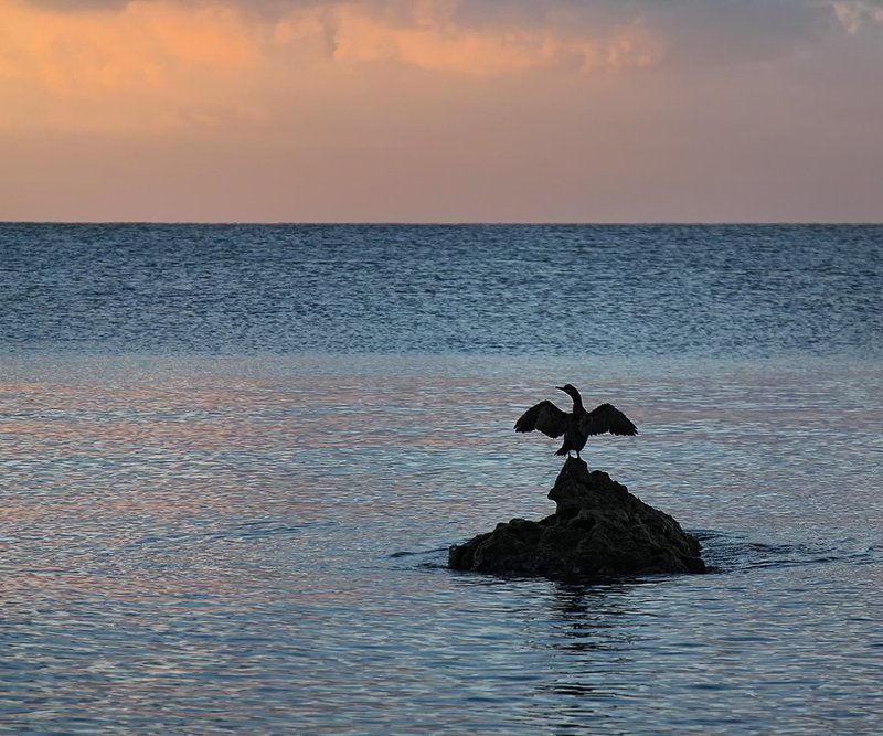 море, рассвет, птица, баклан Встречая новый  день фото превью