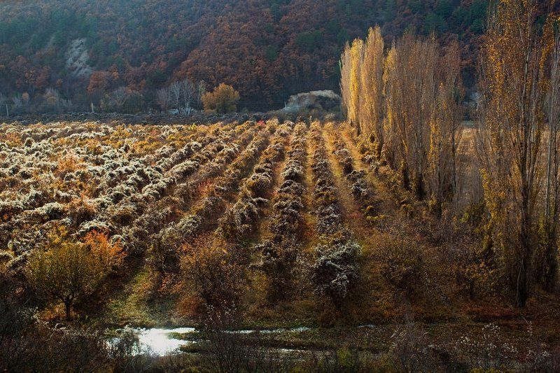 заброшенный сад фото превью