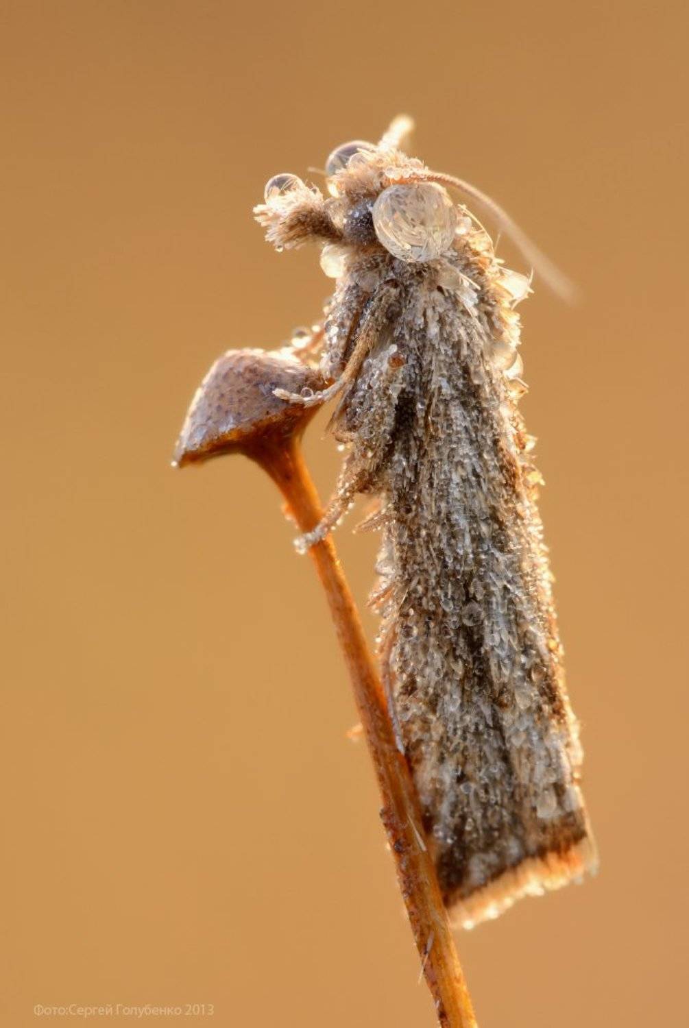 , Сергей Голубенко