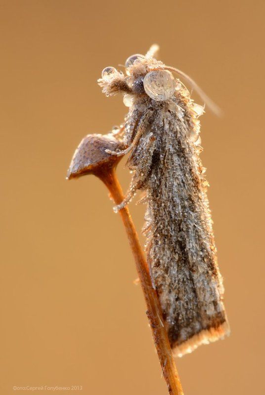 Базилио фото превью