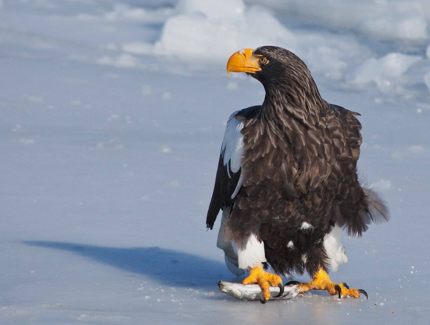 орлан, белоплечий, , , haliaeetus, pelagicus, владивосток, бухта, золотой, рог, январь, Евгений Слободской