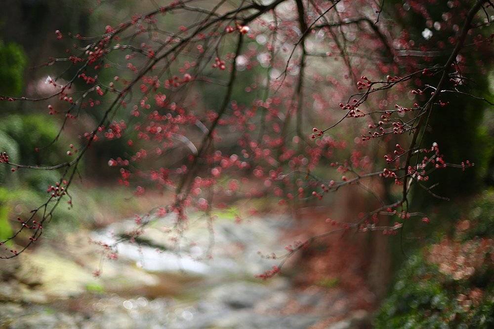 , ირაკლი დოლიძე