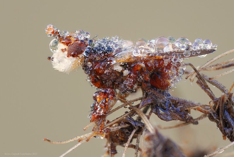 Собачка фото превью