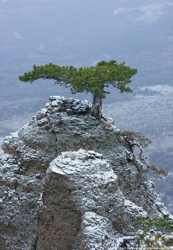 Крымский бонсай