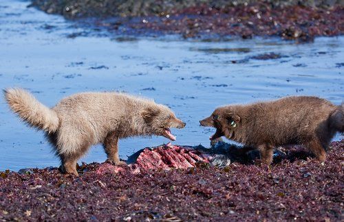 А у тебя, у тебя - серьга в голове!