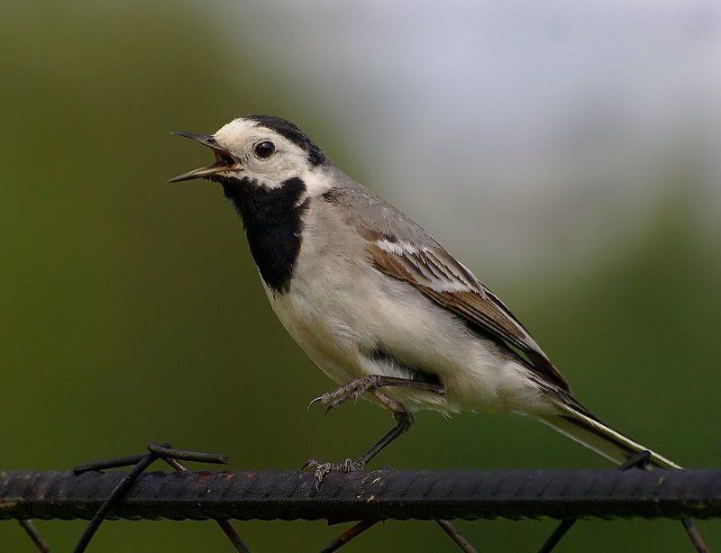 --- фото превью