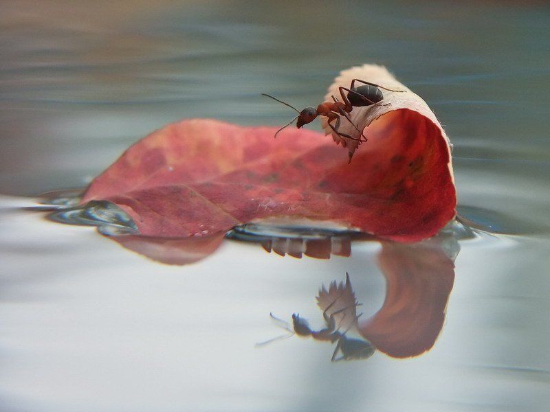 муравей., , листочек., осень. ВОДНЫЙ МИР(Кэвин Костнэр) фото превью