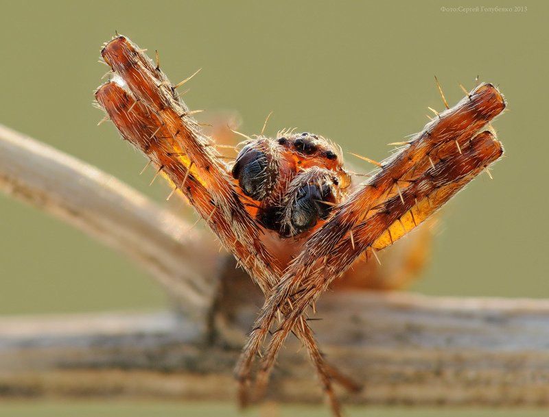 Боксер фото превью