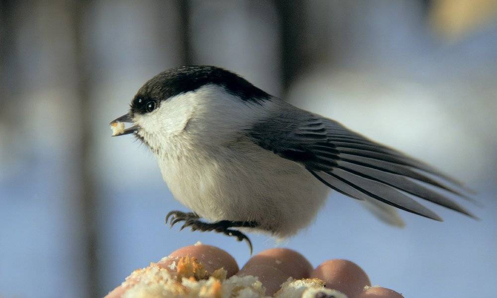 , Николай Морский