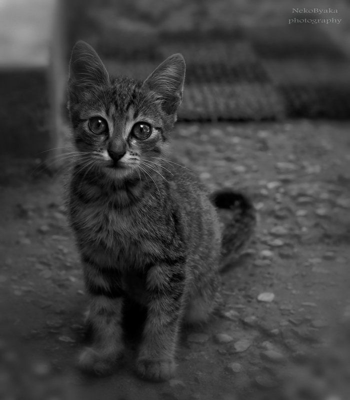 cats, кот, домашние животные, pets,черно-белое, black-and-white Save me фото превью
