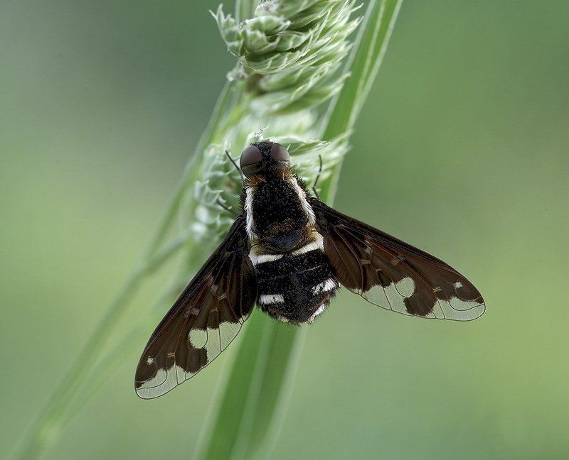 Траурницы или печальницы (лат. Anthrax) — род двукрылых из семейства жужжал. фото превью