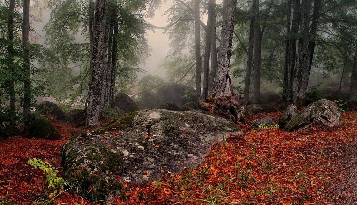 , Ирина Костова