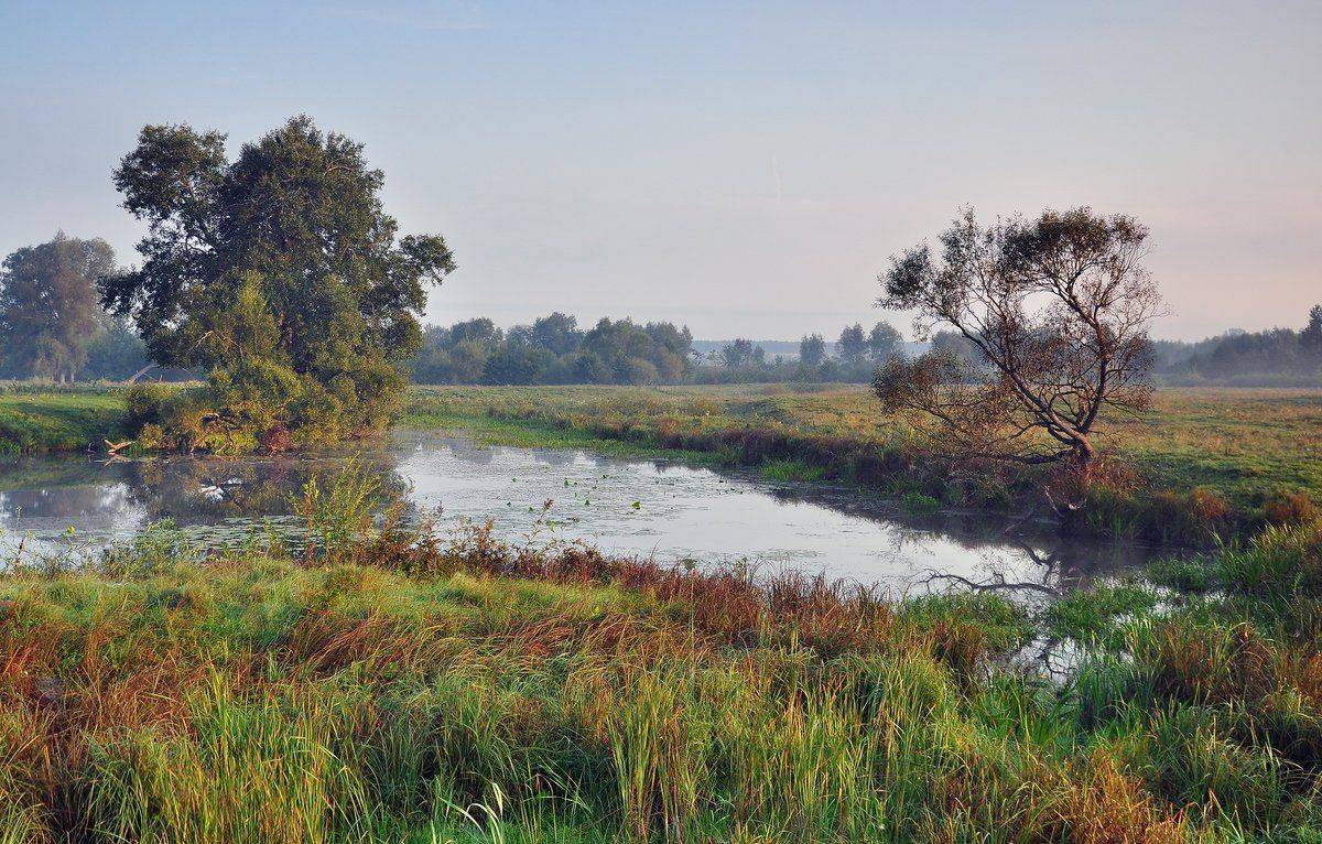 , Николай Шахманцир
