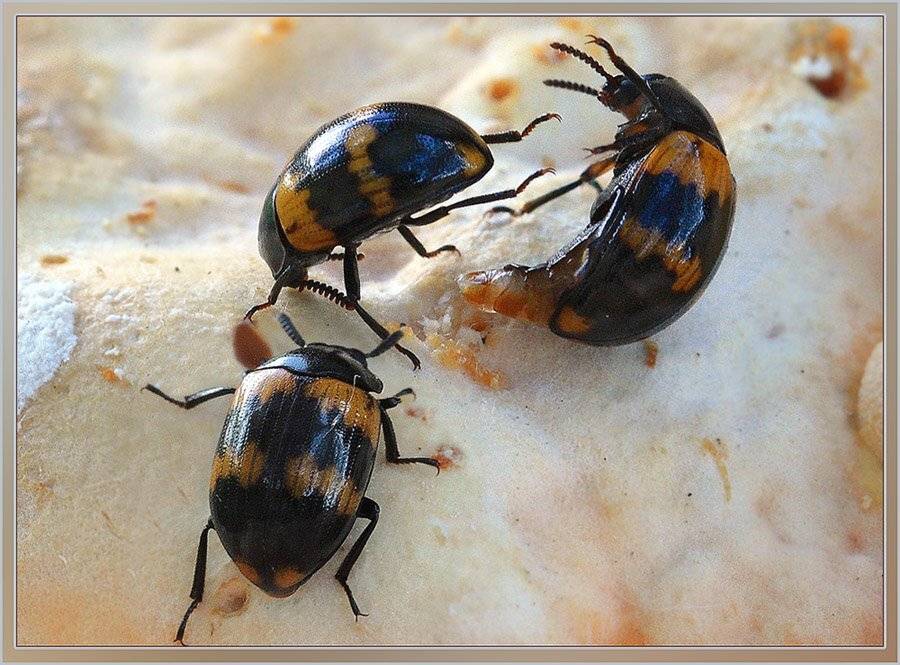 чернотелка, трутовиковая, diaperis, boleti, Евгений Комаров