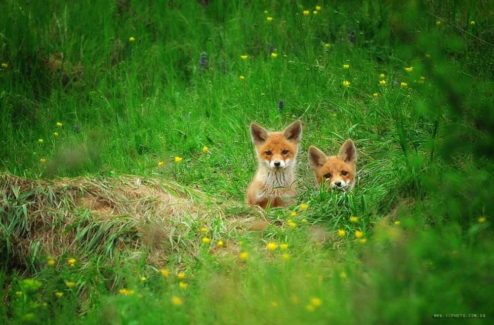 , Kantsyrenko Sergey