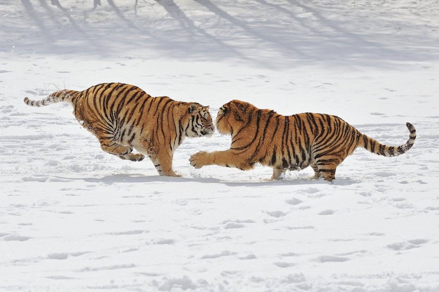 , Алексей Тищенко
