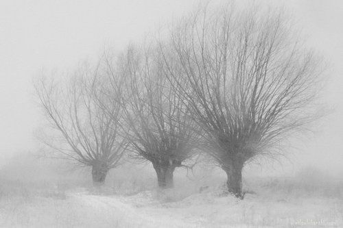 in the blizzard