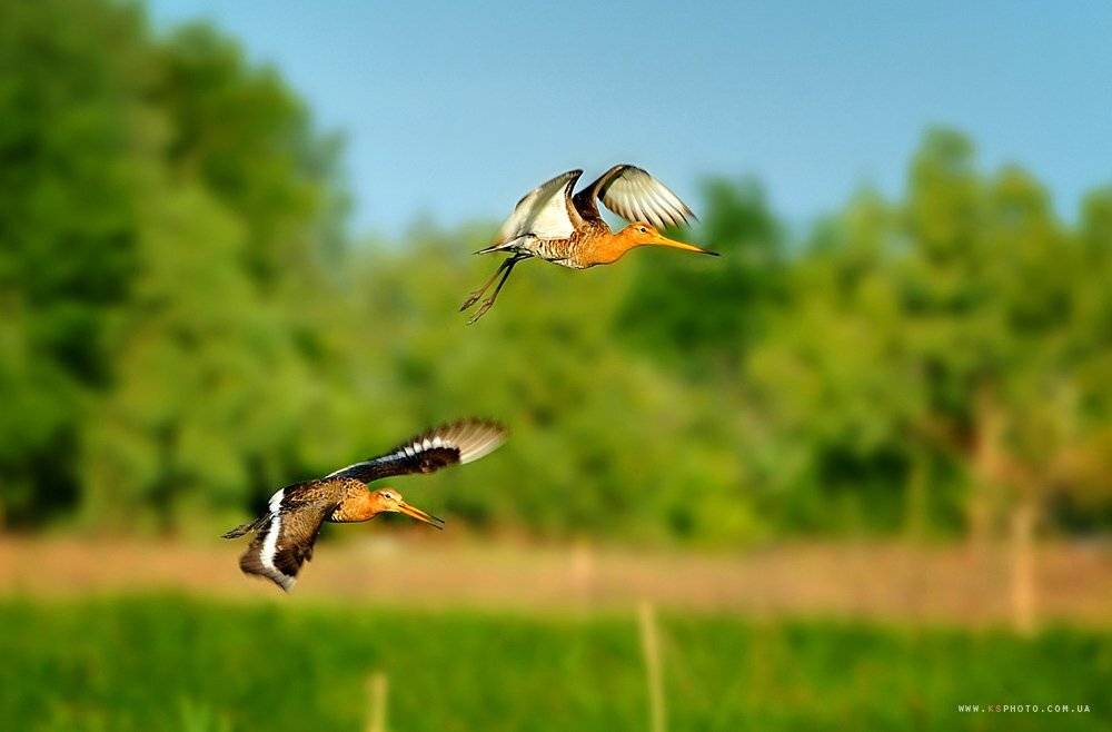 , Kantsyrenko Sergey