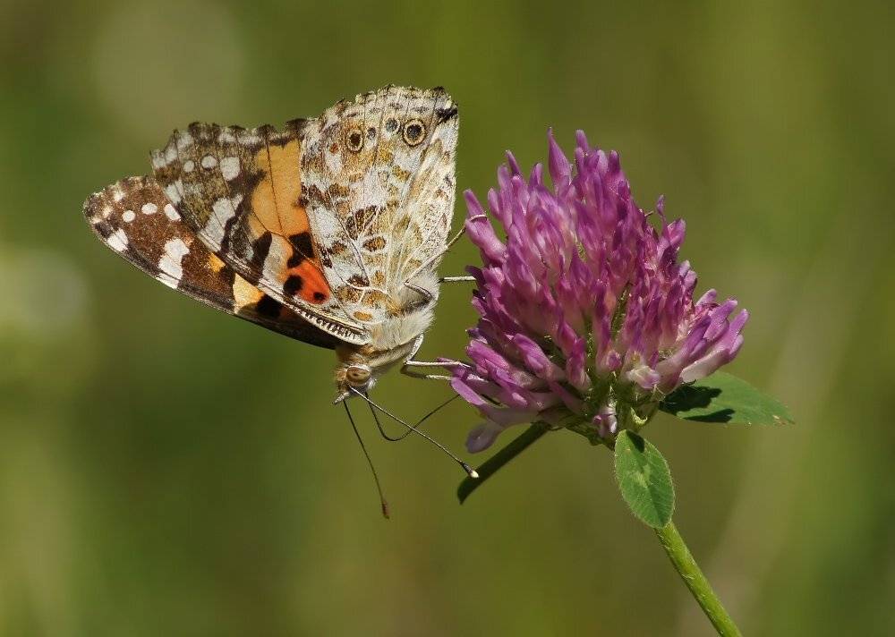 , Чепленко Алексей