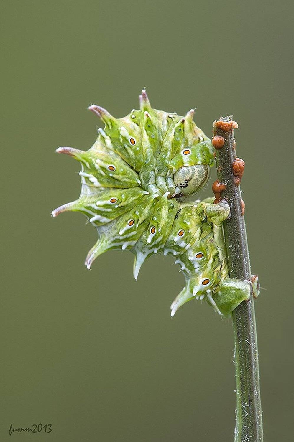 , Игорь ФУММ