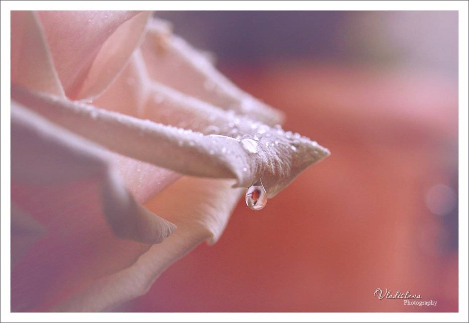 , Владислава Ивайлова Нинова-Евтимова