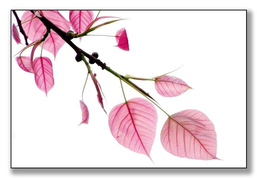 Bodhi Leaves. Автор: Frank Dang , Frank Dang