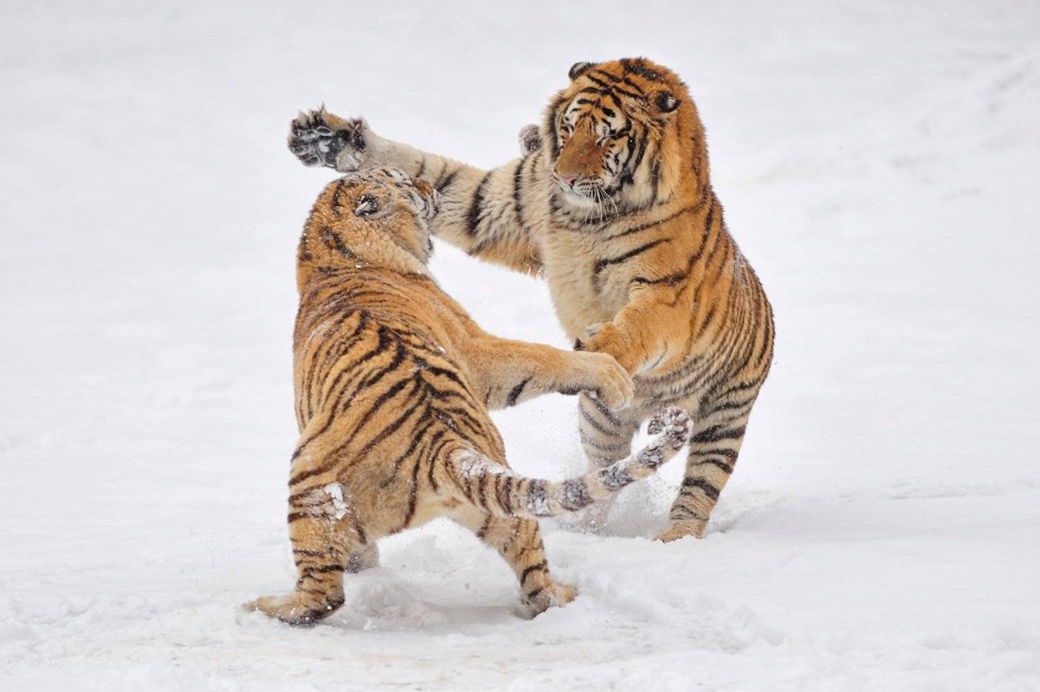 , Алексей Тищенко