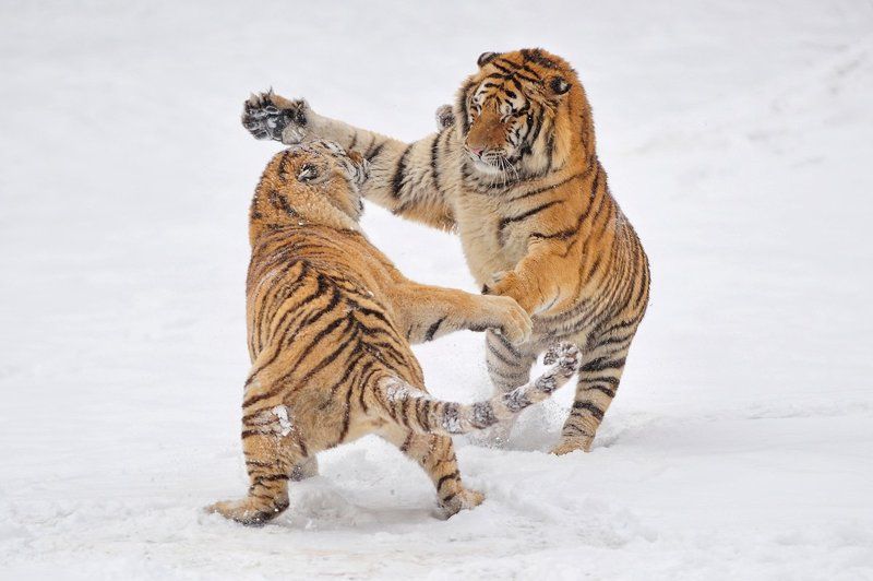 Стычка фото превью