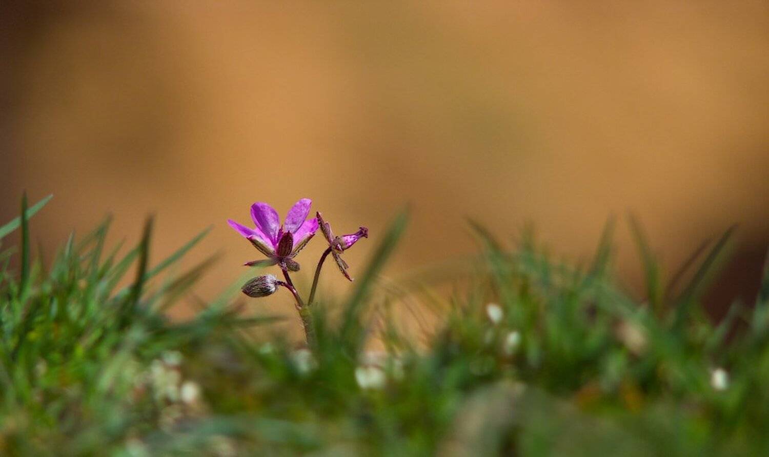 , Ирина Костова