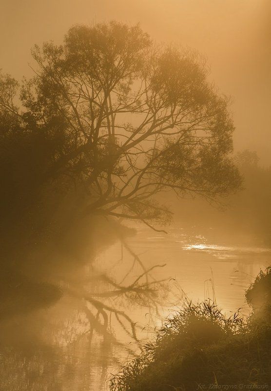 in the gold фото превью