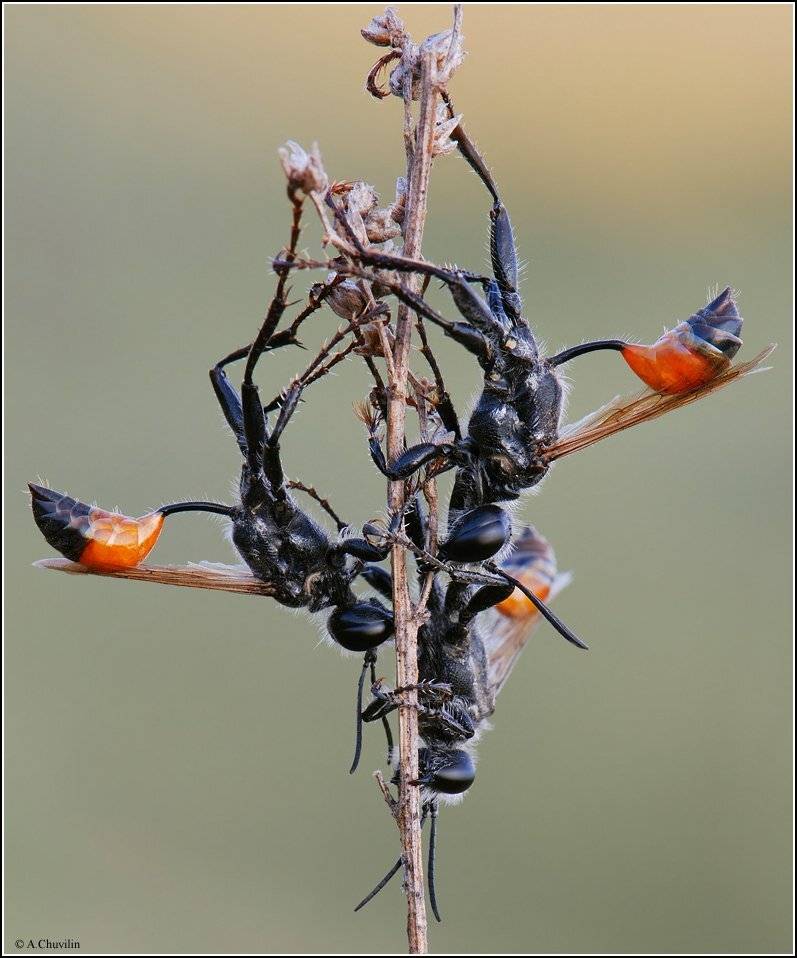 устроившаяся, ко, сну, группа, из, трёх, лиц, Александр Чувилин