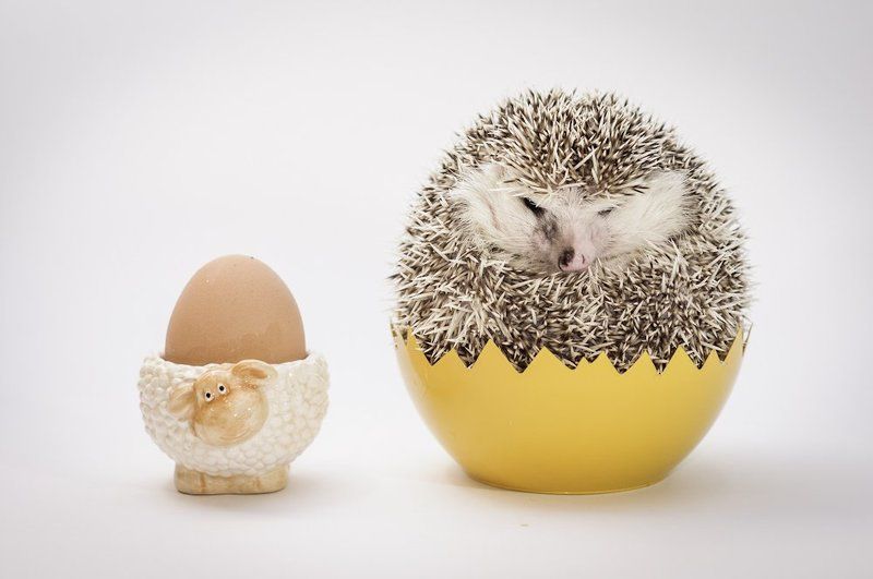 Happy Easter :) фото превью