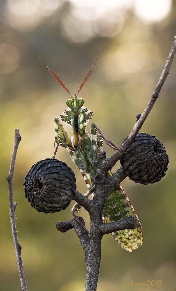 , Игорь ФУММ