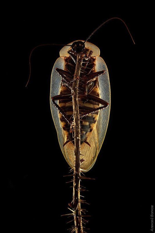 таракан, блаберус Кухонный стриптиз фото превью