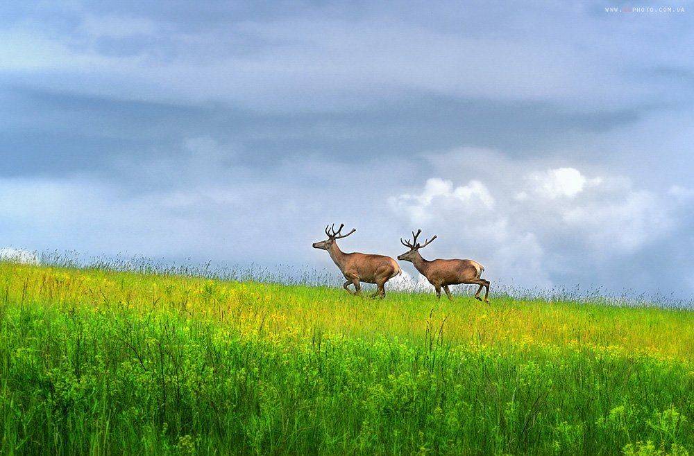 , Kantsyrenko Sergey