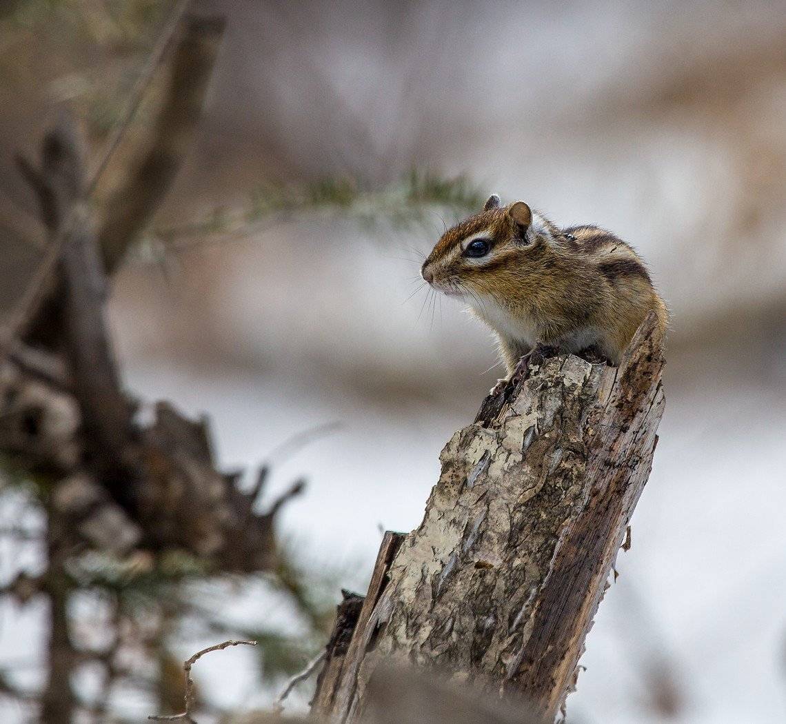 , Евгений Слободской