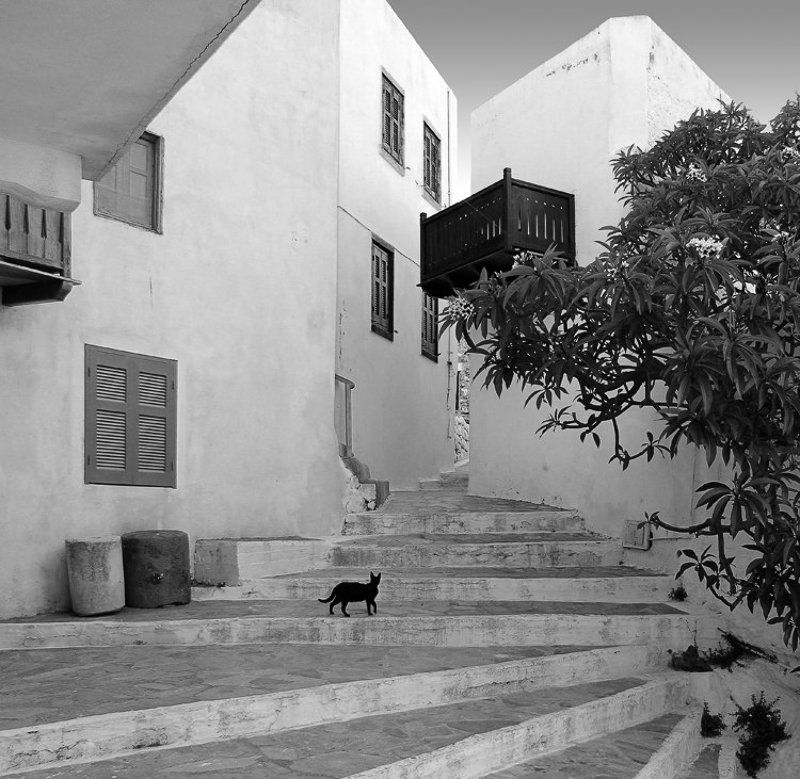 кот, , жанр, котофото, стрит Необходимая деталь фото превью