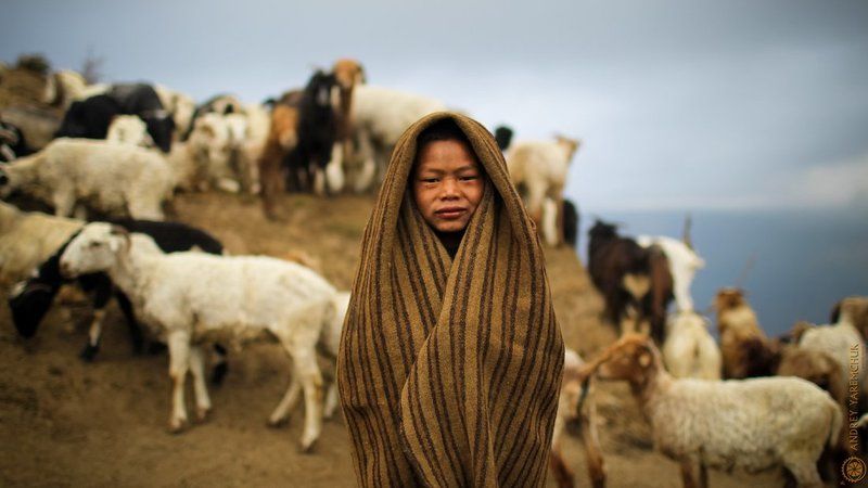 young shepherd фото превью