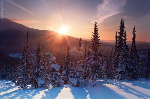 Рассвет и ёлки