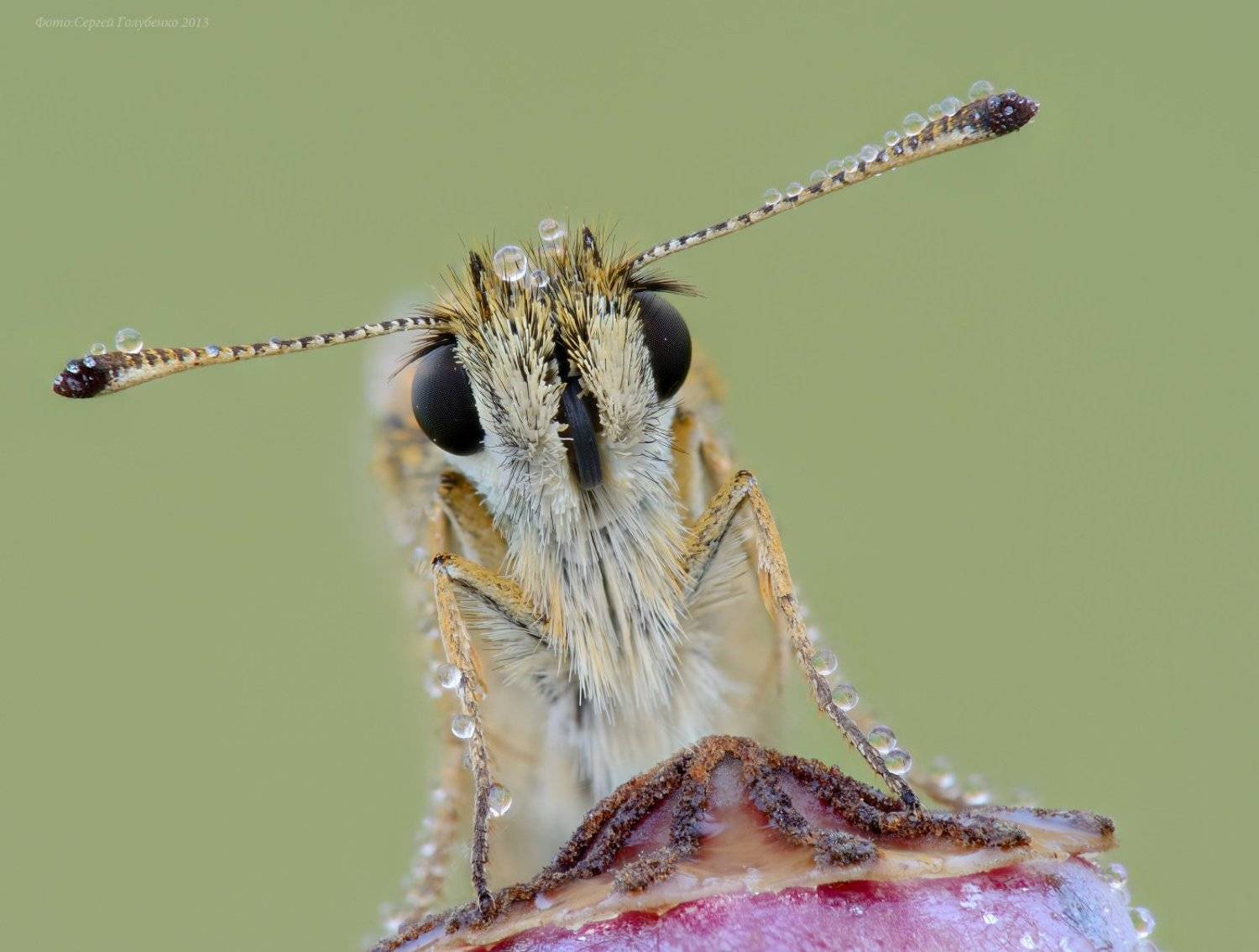 , Сергей Голубенко
