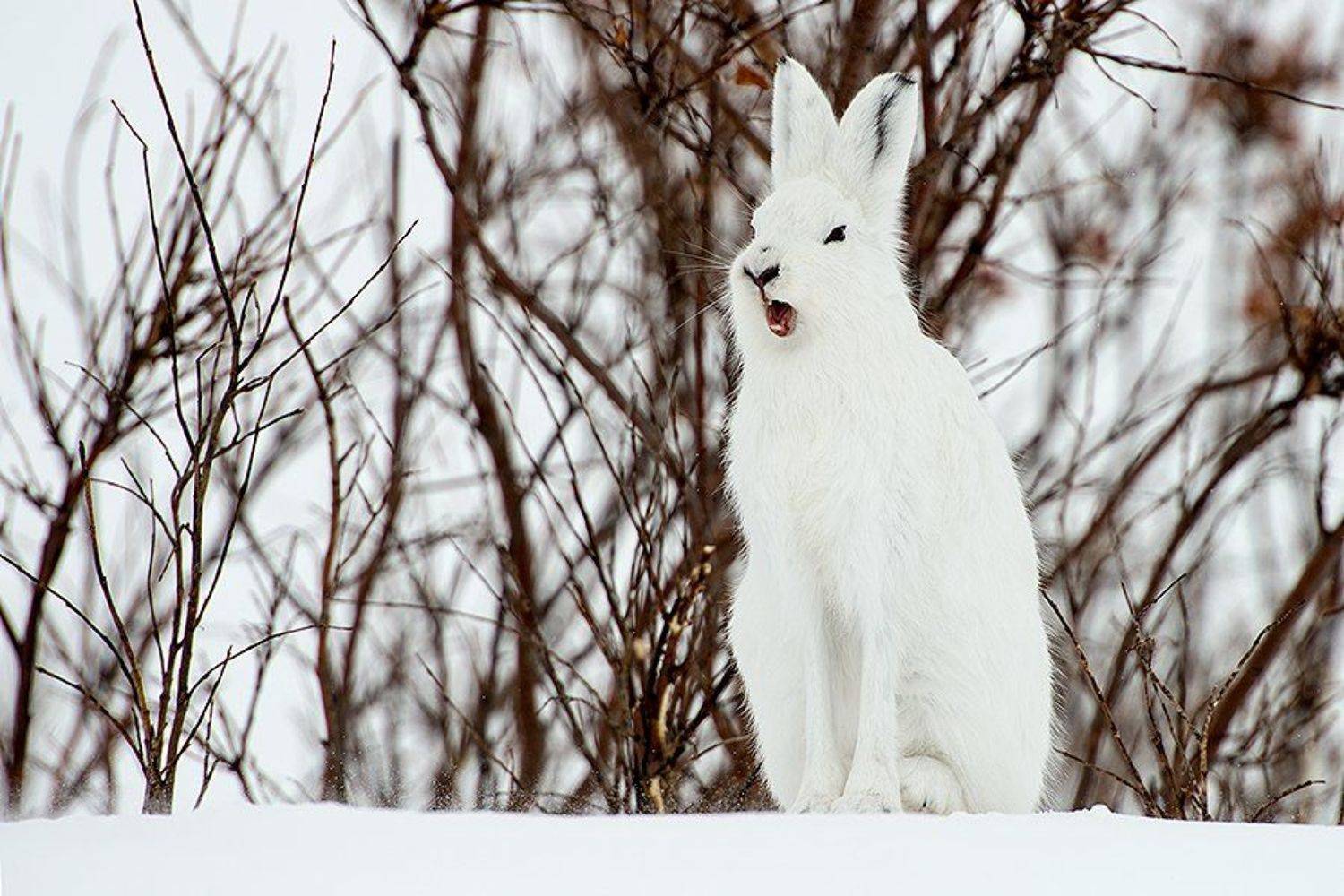 , Иван Кислов