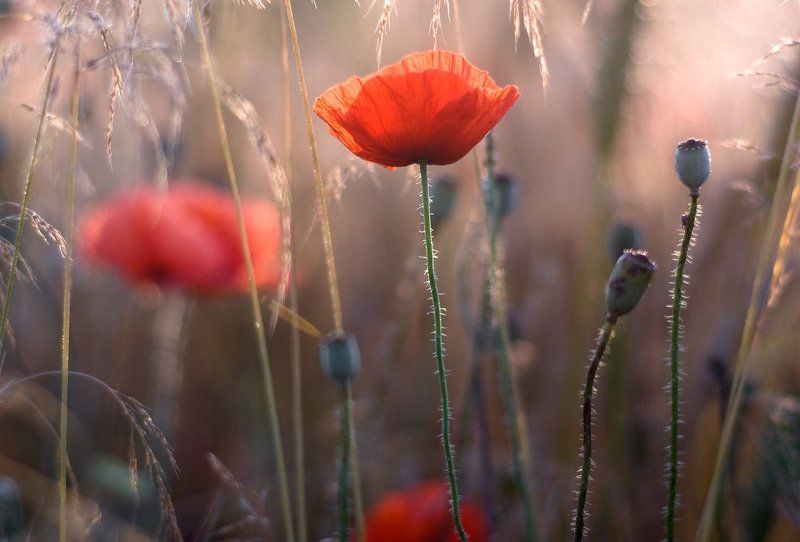 утренний сон... фото превью