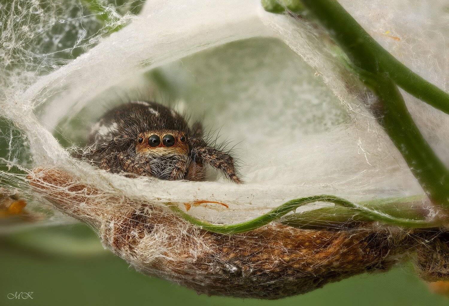 паук-скакун, гнездо, кладка, бен-шемен, израиль, Miron Karlinsky