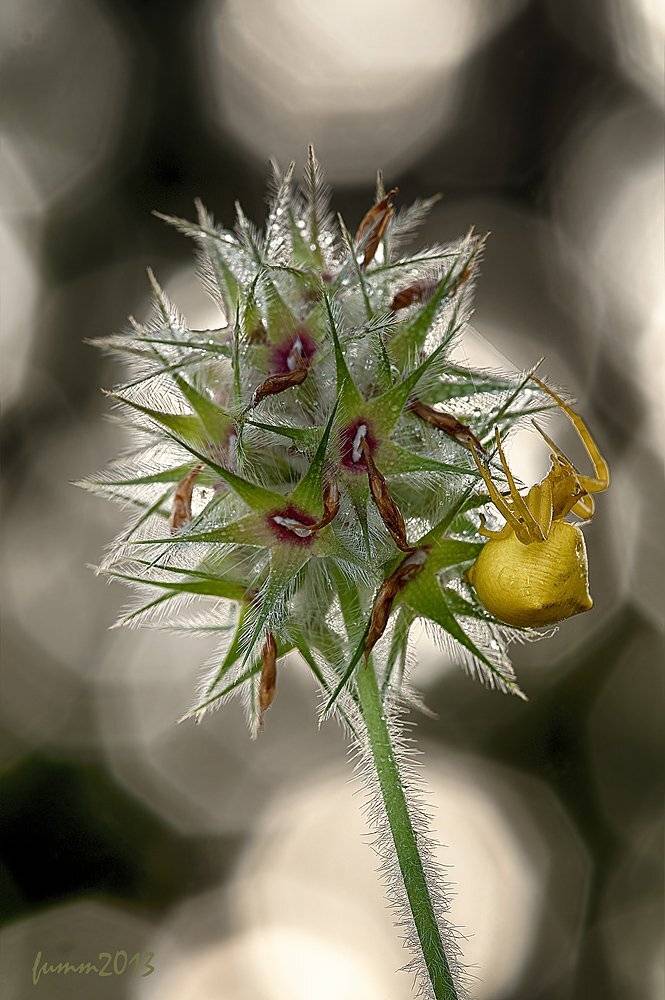 , Игорь ФУММ