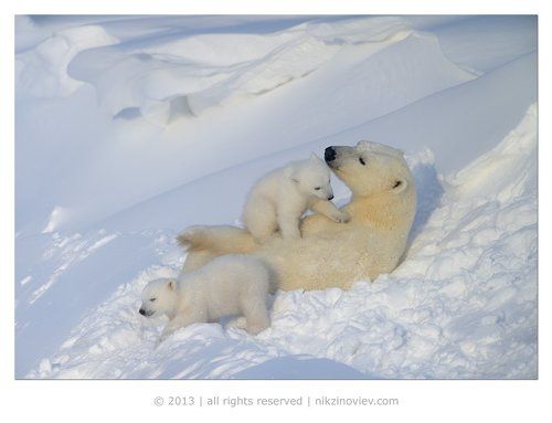 Мамкино счастье