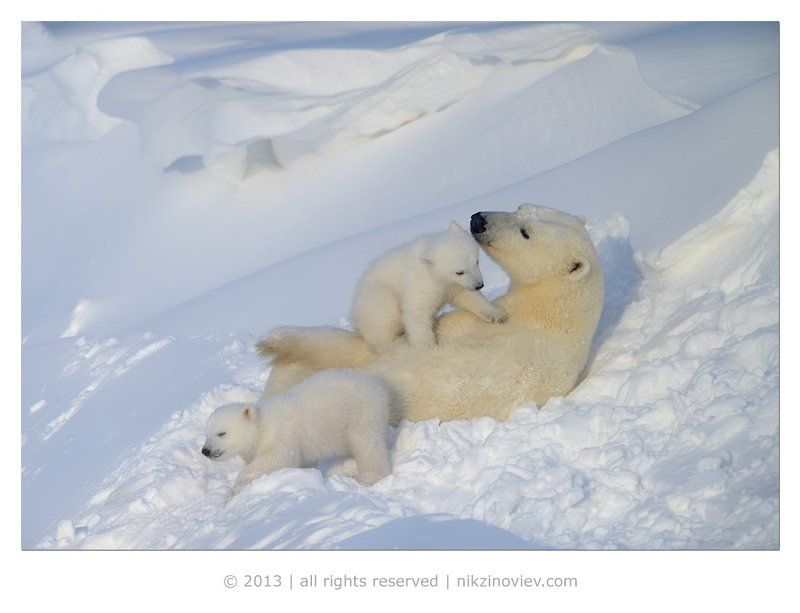 белая медведица, медвежата, дикая природа, арктика, канада, николай зиновьев Мамкино счастье фото превью