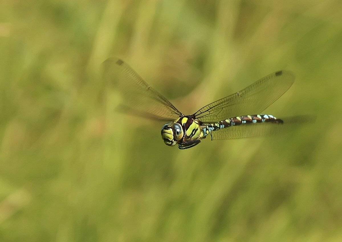 стрекоза, стреколет, Svetlana Golicyna