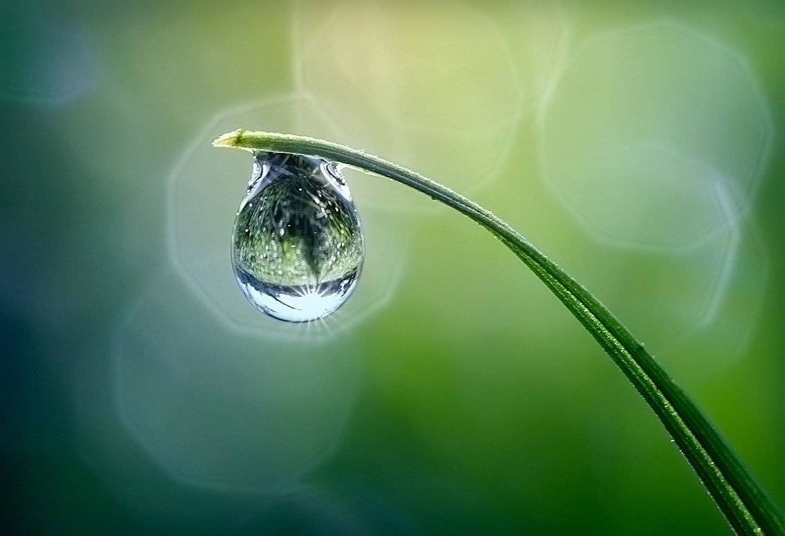 капля, роса, Svetlana Golicyna